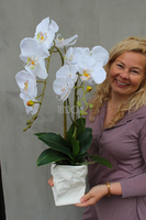 biały, gumowy storczyk Design Modern White 1 w nowoczesnej donicy wys.67cm