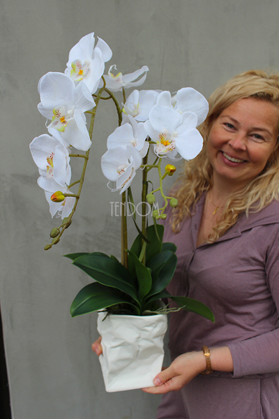 biały, gumowy storczyk Design Modern White 1 w nowoczesnej donicy wys.67cm