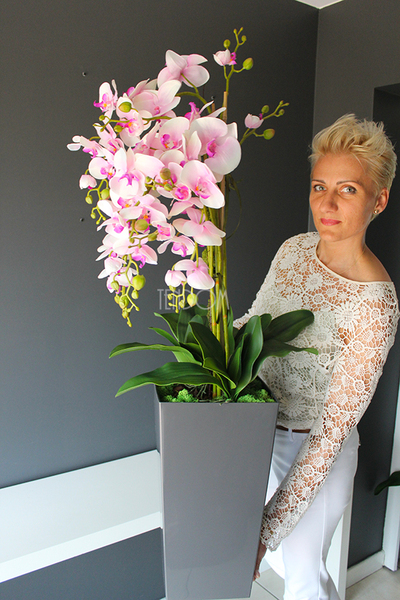 bardzo duży storczyk Emilie Grande Grey w minimalistycznej donicy, wys.120cm