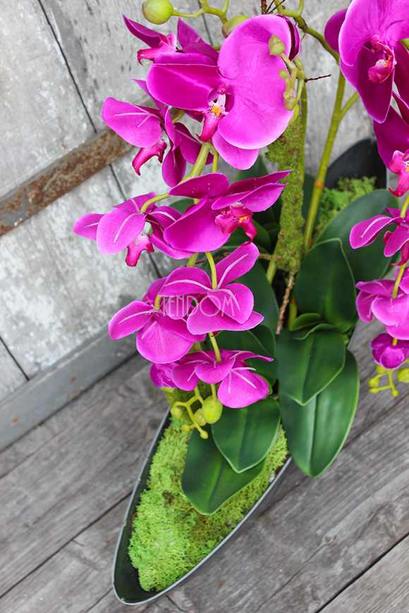 storczyk Laos Fuksja w plastikowej donicy łódce, wys.56cm