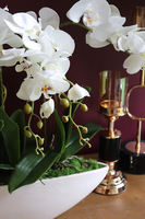 efektowny biały storczyk Laos Long, wys. 56cm, dł.67cm 