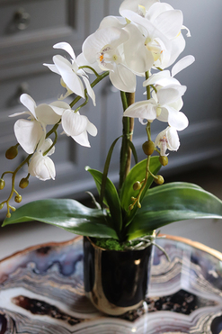 Black&Gold Extra Mini, elegancki storczyk w ceramicznej donicy, wys.50cm