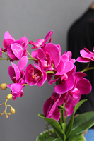 Mediolan Fuksja Mini 2, storczyk w matowej osłonce, wys.42cm