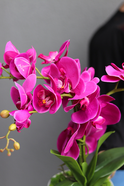 Mediolan Fuksja Mini 2, storczyk w matowej osłonce, wys.42cm