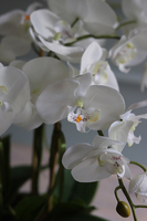 Beduaro Beige storczyk w beżowej misie, wys.47cm 