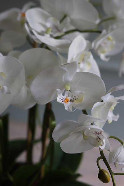 Beduaro Beige storczyk w beżowej misie, wys.47cm 