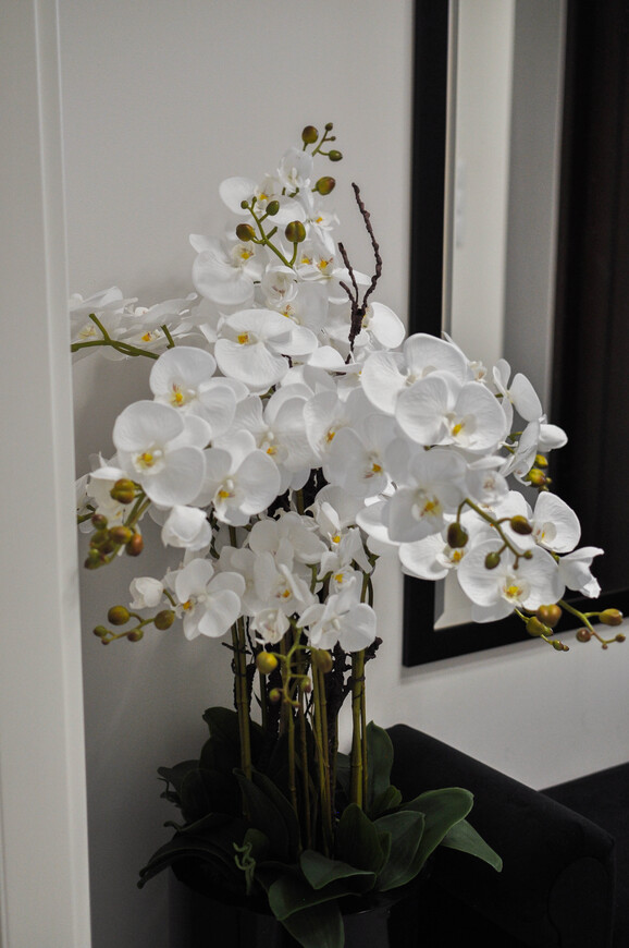 Grande Fiberglass Extra Naturalna Biel, efektowny storczyk w czarnej donicy z fiberglass (połysk), wys.140cm