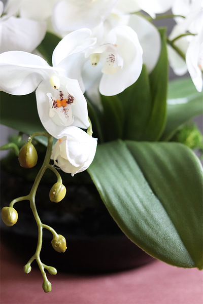 storczyk w czarnej misie, Black Japan Small, wys.37cm