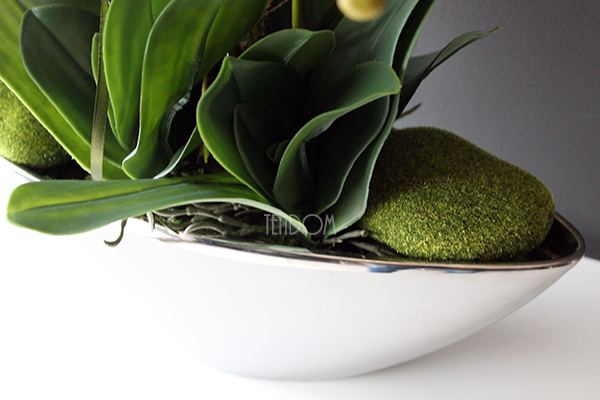 storczyk Laos Big Silver w srebrnej donicy wys.80cm