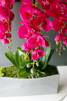 obfity storczyk Sylvia w kolorze fuksji w minimalistycznej donicy, wys.75cm