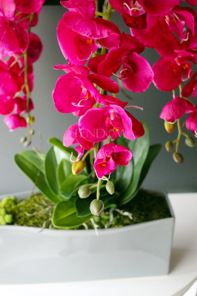 obfity storczyk Sylvia w kolorze fuksji w minimalistycznej donicy, wys.75cm