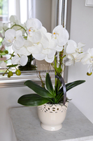 storczyk Palermo w ceramicznej, kremowej donicy, wys.49cm