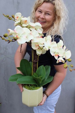 Primadonna, zjawiskowy storczyk w ceramicznej donicy, wys.56cm