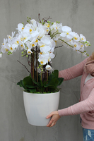 duży storczyk Mediolan Round 2 w białej lub kremowej donicy, wys.85cm