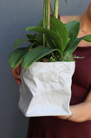 biały, gumowy storczyk Design Modern White 1 w nowoczesnej donicy wys.67cm