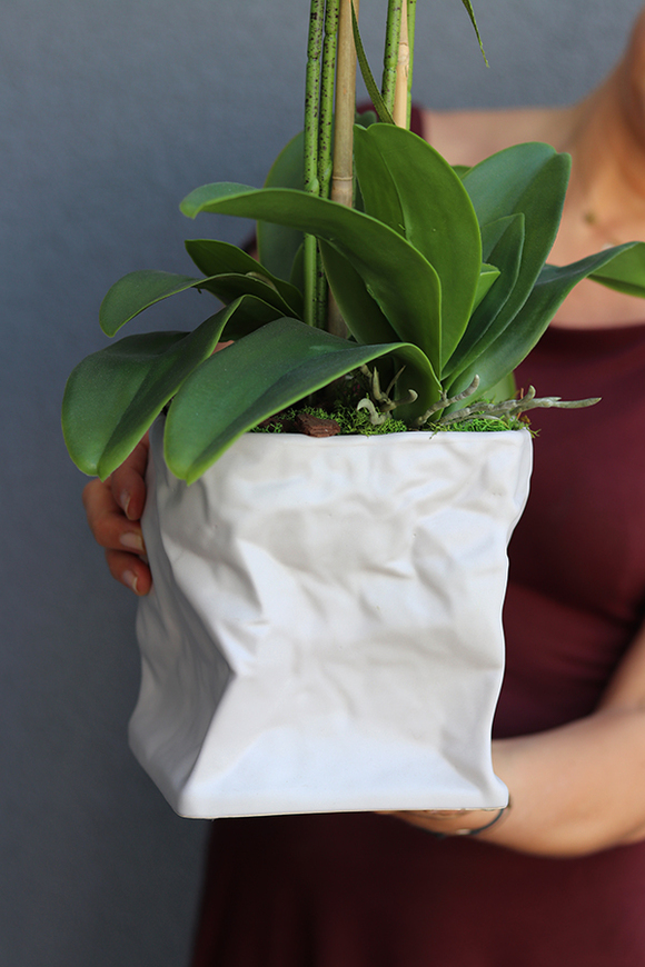 biały, gumowy storczyk Design Modern White 1 w nowoczesnej donicy wys.67cm