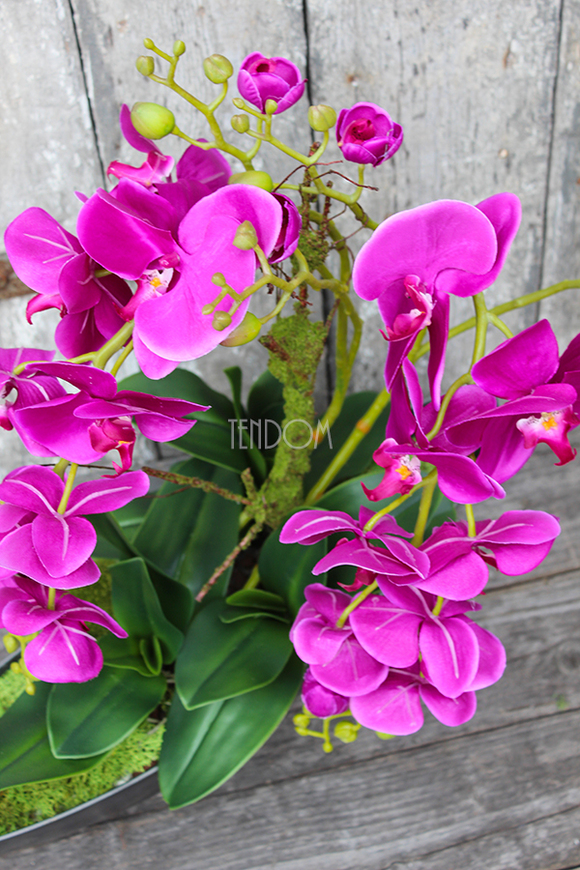 storczyk Laos Fuksja w plastikowej donicy łódce, wys.56cm