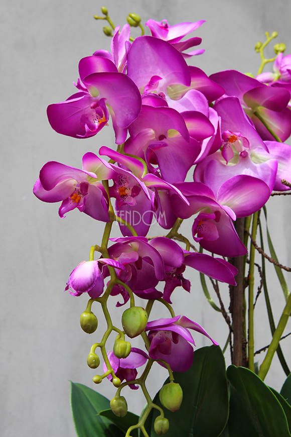 efektowny storczyk Fuksja w lustrzanej donicy Laos, wys.68cm