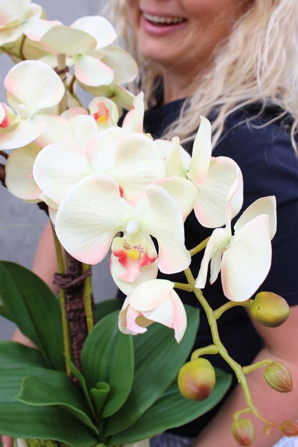 Primadonna, zjawiskowy storczyk w ceramicznej donicy, wys.56cm