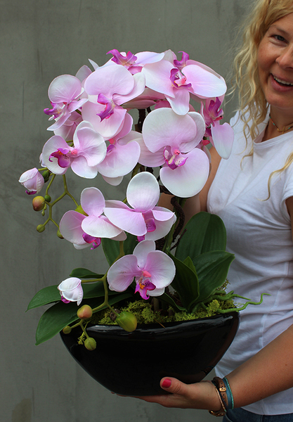 atrakcyjny różowy storczyk Polla, wys.52cm