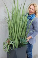 kompozycja Nevis Design, Trawy & Sukulenty w szarej donicy, wys.160cm