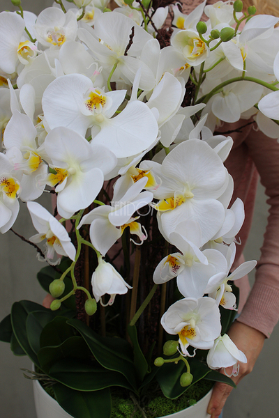 duży storczyk Mediolan Round 2 w białej lub kremowej donicy, wys.85cm