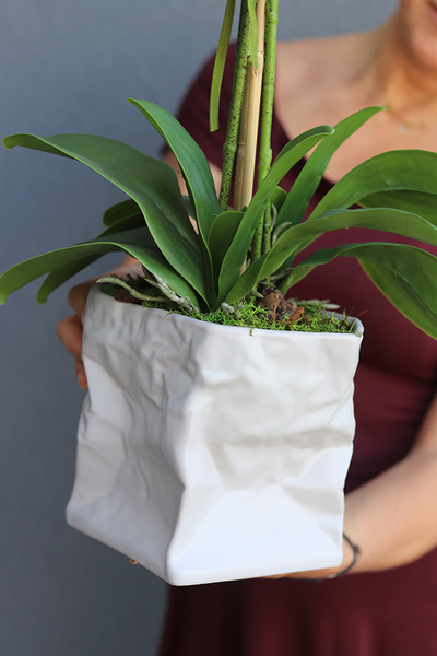 biały, gumowy storczyk Design Modern White 1 w nowoczesnej donicy wys.67cm