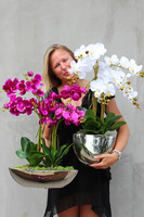 efektowny storczyk Fuksja w lustrzanej donicy Laos, wys.68cm