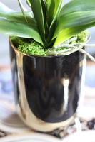 Black&Gold Extra Mini, elegancki storczyk w ceramicznej donicy, wys.50cm