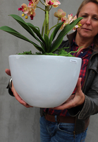 drobny storczyk Silla w szarej donicy, wys.44cm