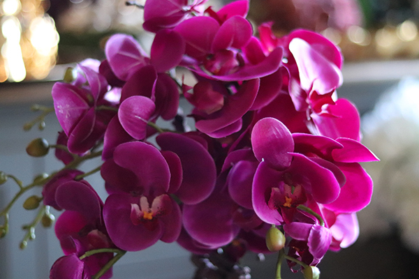 Kellano, fuksjowy storczyk w srebrnej donicy, wys.59cm