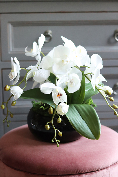 storczyk w czarnej misie, Black Japan Small, wys.37cm