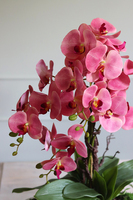 gumowy różowy storczyk, Tamusa Laos, wys.69cm