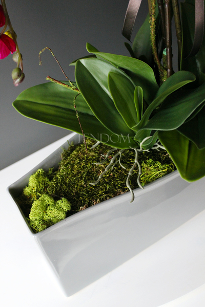 obfity storczyk Sylvia w kolorze fuksji w minimalistycznej donicy, wys.75cm