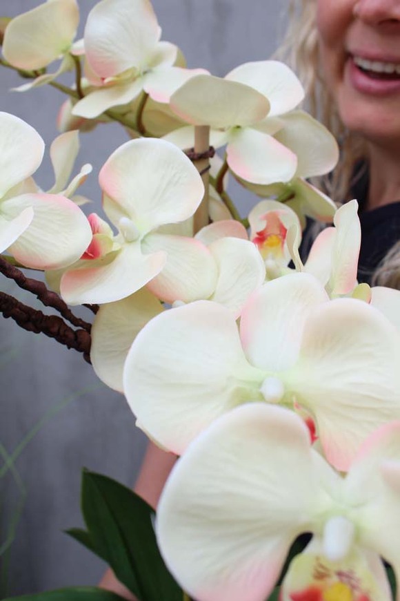 Primadonna, zjawiskowy storczyk w ceramicznej donicy, wys.56cm