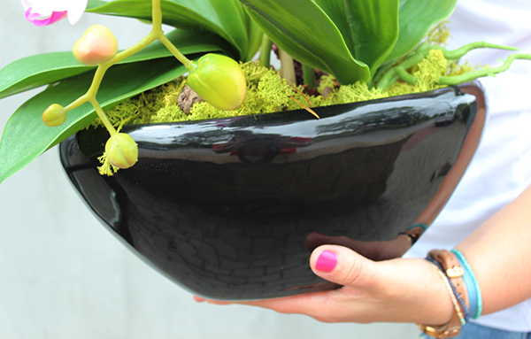 atrakcyjny różowy storczyk Polla, wys.52cm