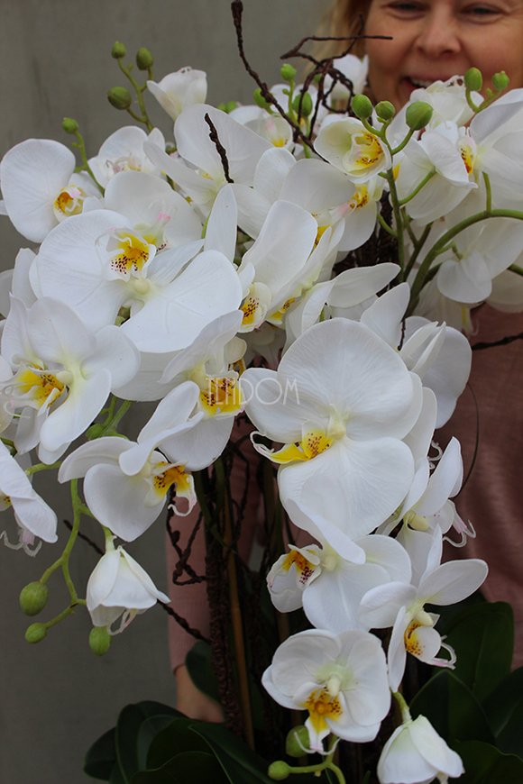 duży storczyk Mediolan Round 2 w białej lub kremowej donicy, wys.85cm