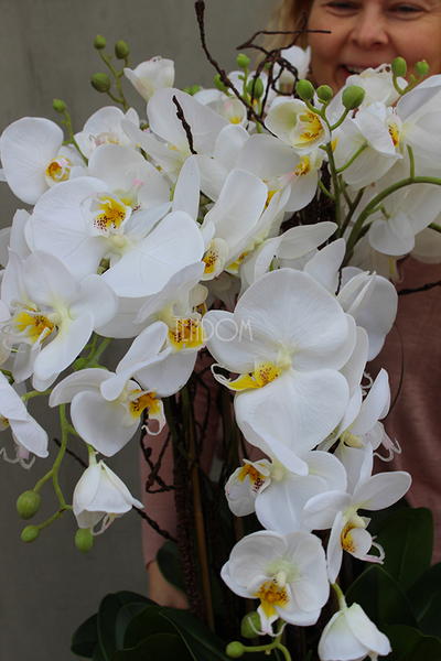 duży storczyk Mediolan Round 2 w białej lub kremowej donicy, wys.85cm