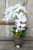 storczyk Silver Moon w srebrnej, "tulipanowej" donicy wys.60cm 