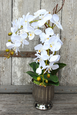 storczyk Silver Moon w srebrnej, "tulipanowej" donicy wys.60cm 