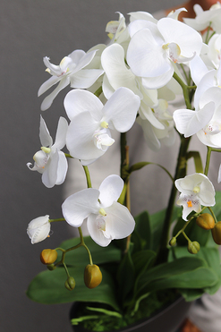 Antracytta, ekskluzywny storczyk w matowej donicy, wys. 61cm