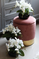 storczyk w czarnej misie, Black Japan Small, wys.37cm 