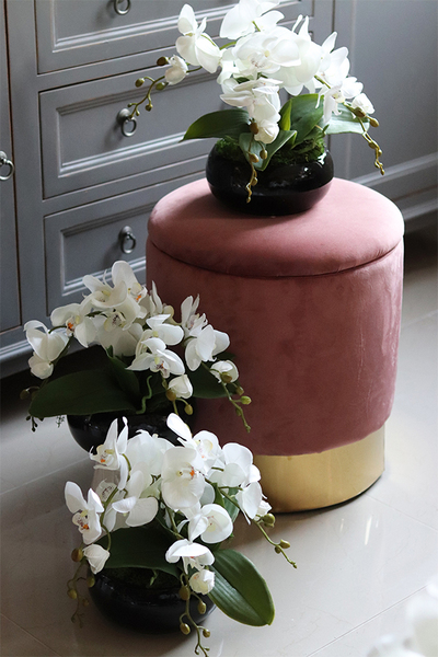 storczyk w czarnej misie, Black Japan Small, wys.37cm 