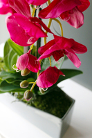 obfity storczyk Sylvia w kolorze fuksji w minimalistycznej donicy, wys.75cm