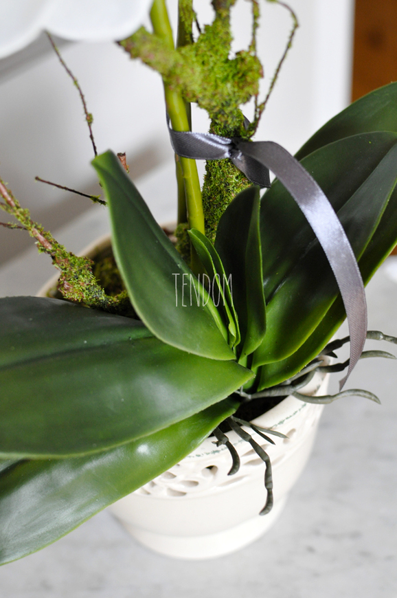 storczyk Palermo w ceramicznej, kremowej donicy, wys.49cm 