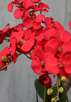 czerwony storczyk w czarnej donicy, Kresso, wys.58cm