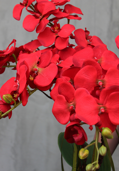 czerwony storczyk w czarnej donicy, Kresso, wys.58cm