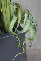 kompozycja Nevis Design, Trawy & Sukulenty w szarej donicy, wys.160cm