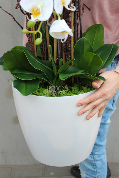 duży storczyk Mediolan Round 2 w białej lub kremowej donicy, wys.85cm