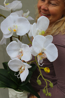 biały, gumowy storczyk Design Modern White 1 w nowoczesnej donicy wys.67cm